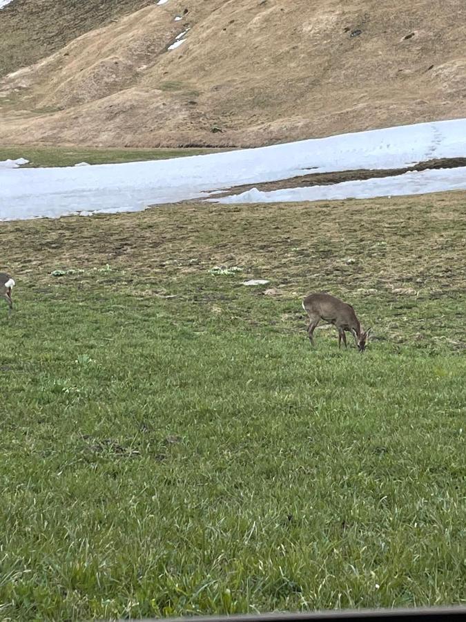 Romantisches Plaetzchen In Der Natur Grindelwald Eksteriør billede